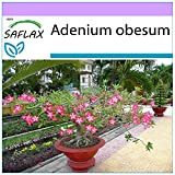 SAFLAX - Rosa del deserto - 8 semi - Adenium obesum