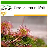 SAFLAX - Rosolida - 50 semi - Con substrato - Drosera rotundifolia