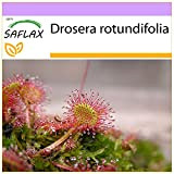 SAFLAX - Rosolida - 50 semi - Drosera rotundifolia
