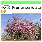 SAFLAX - Sakura - 30 semi - Prunus serrulata