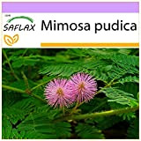 SAFLAX - Sensitiva - 70 semi - Mimosa pudica