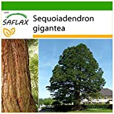 SAFLAX - Sequoia gigante - 50 semi - Con substrato - Sequoiadendron gigantea