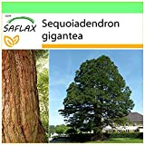 SAFLAX - Sequoia gigante - 50 semi - Sequoiadendron gigantea