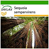 SAFLAX - Sequoia sempreverde - 50 semi - Con substrato - Sequoia sempervirens