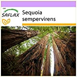 SAFLAX - Sequoia sempreverde - 50 semi - Sequoia sempervirens