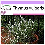SAFLAX - Timo - 200 semi - Thymus vulgaris