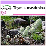 SAFLAX - Timo mastichina - 250 semi - Thymus mastichina