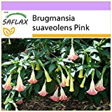 SAFLAX - Trombone d'angelo rosa - 10 semi - Brugmansia suaveolens Pink