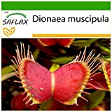 SAFLAX - Venere acchiappamosche - 10 semi - Con substrato - Dionaea muscipula