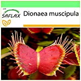 SAFLAX - Venere acchiappamosche - 10 semi - Dionaea muscipula