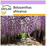 SAFLAX - Wisteria africana - 10 semi - Bolusanthus africanus