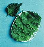 Salad - Perilla - Shiso - Green - 150 Seeds - Economy