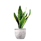 Sanseveria Trifasciata, Lingua di Suocera - Pianta Vera da Interno - Altezza 45 cm - Vaso Artigianale in Cemento