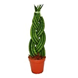 Sansevieria cylindrica"Twister", twisted, curve hemp, mother-in-law tongue