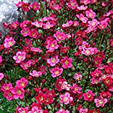 Saxifrage Rose Robe - Saxifraga Aredensii - 1000 semi - Rockery Perennial Flower - NPWS