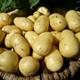 Secondo patate di semi precoci Charlotte- patate di semi di varietà biologiche,X20 tuberi per la semina, vincitore del premio RHS ...