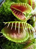Seedeo, trappola per mosche Venus (Dionaea muscipula)