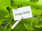 Seeds 10 semi - Gingko biloba - Gingko Antichi