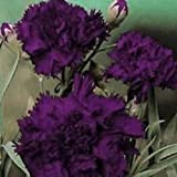 Seeds 30 carnation/king seeds of Neri Fiore (perennial)