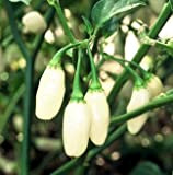 Seeds 30 seeds of White Habanero - Peperoncini