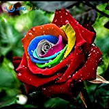 Seeds 50 Rare Holland Seeds Arcobaleno Rosa Flower Lover Multi-Color The garden plants domestic seeds rainbow rose flower