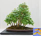 Seeds Acero campestre - 50 Semi - Acer Campestre - Bonsai Tree # 980