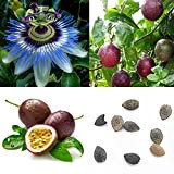 Seeds50Pcs di frutta / Bag Passiflora edulis Seeds dolce facile piantare Delicious Famiglia Facile Glowing Semi Passione per i semi ...
