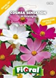 Sementi da fiore di qualità in bustina per uso amatoriale (COSMEA SENSATION IN MISCUGLIO)