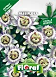 Sementi da fiore di qualità in bustina per uso amatoriale (PASSIFLORA)