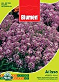 Sementi di Alisso violetto nano Blumen fiori semi seeds aiuole giardino