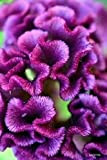 Semi 30+ viola cresta di gallo/Celosia Fiore