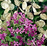 Semi 50+ Flower - Denaro Plant -"Violet" Silver Dollar Plant, Lunaria, Onestà