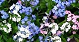 Semi 60+ Blu Bianco e Rose Mix Forget-Me-Not Myosotis/perenne fiore