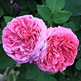 Semi ADB Inc Heirloom Rosa Rosa Damascena cespuglio di fiori