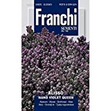 Semi Alisso Nano Violet Queen Fiori Franchi Sementi 1g