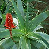 Semi Aloe Arborescens
