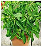 Semi Basilico Limone - Ocimum Citriodorum - Semi agricoli - Sfiziosita Vegetale - 900 Sementi Circa