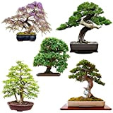Semi Bonsai rari con alta velocità di germinazione - Set di semi per il proprio albero bonsai (Mix di 5 ...