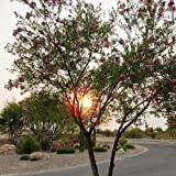 Semi Desert Willow Tree (Chilopsis linearis) 30 + Semi