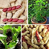 Semi di arachide naturali naturali di pelle rossa neutra, non OGM, per semi da giardino, per donne, uomini, bambini, principianti, ...