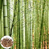 Semi di bambù 300pcs / borsa Semi di bambù Productivi Non-GMO Fresco Eccellente Produzione di prodotti da giardino per la ...