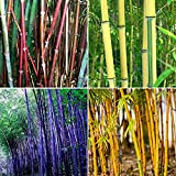 Semi di bambù, 300Pcs / Borsa Semi di bambù Tollerante All'ombra Home Decor Rare Phyllostachys Pubescens Garden Seedlings for Backyard ...