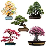 Semi di bonsai eccezionali con un alto tasso di germinazione - Set di semi di piante per il tuo albero ...