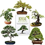 Semi di bonsai unici con un alto tasso di germinazione - Set di semi di piante per il tuo albero ...