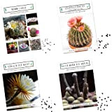 Semi di cactus esotici con alto tasso di germinazione - Set di semi succulenti per il tuo bel cactus fiorito ...