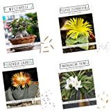 Semi di cactus esotici con alto tasso di germinazione - Set di semi succulenti per il tuo bel cactus fiorito ...