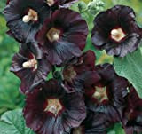 Semi di Choclate Black Choclate Single Flower - Alcea rosea Non-OGM, Heirloom, Open Impollinated Seeds - 100 semi NO-OGMO Open ...