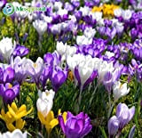 Semi di Crocus sativus Flower - 50pcs si dirigono il giardino bonsai fai da te impianto Semillas de Flores semi ...