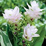 Semi di curcuma thailandese chiamati anche semi di tulipano Siam semi di fiori rari un membro della famiglia delle piante ...