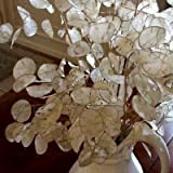 Semi di denaro Flora Bianco Fiore (Lunaria Biennis) 50 + Semi